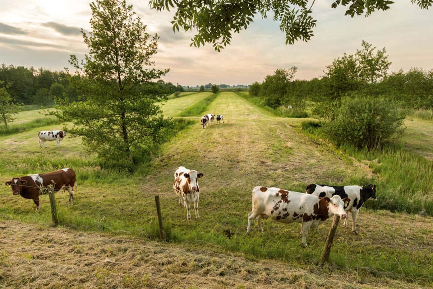 Wonen in een prachtige omgeving