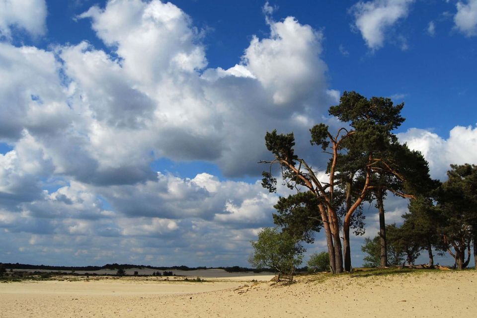 Boomtoppen  boven het zand